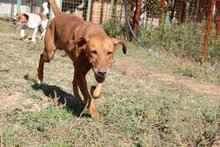 MEDENA, Hund, Mischlingshund in Bosnien und Herzegowina - Bild 3
