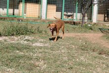 MEDENA, Hund, Mischlingshund in Bosnien und Herzegowina - Bild 5
