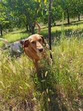 MEDENA, Hund, Mischlingshund in Bosnien und Herzegowina - Bild 8
