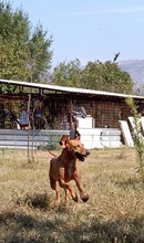 MEDENA, Hund, Mischlingshund in Bosnien und Herzegowina - Bild 9