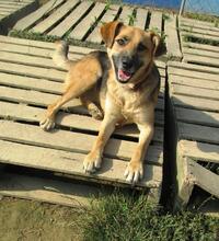 KAYA, Hund, Mischlingshund in Bosnien und Herzegowina - Bild 1