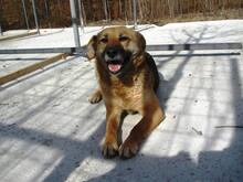 KAYA, Hund, Mischlingshund in Bosnien und Herzegowina - Bild 2