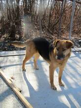 KAYA, Hund, Mischlingshund in Bosnien und Herzegowina - Bild 3