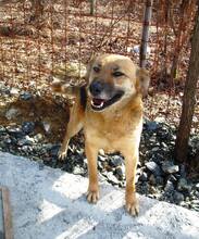KAYA, Hund, Mischlingshund in Bosnien und Herzegowina - Bild 4