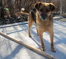 KAYA, Hund, Mischlingshund in Bosnien und Herzegowina - Bild 6