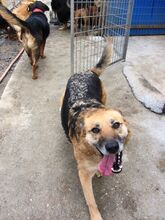 KAYA, Hund, Mischlingshund in Bosnien und Herzegowina - Bild 8