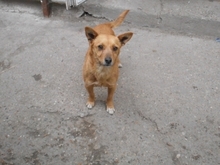 SPIRAL, Hund, Mischlingshund in Ungarn - Bild 1
