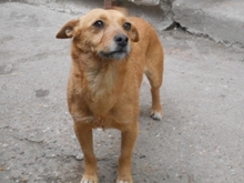 SPIRAL, Hund, Mischlingshund in Ungarn - Bild 2