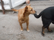 SPIRAL, Hund, Mischlingshund in Ungarn - Bild 3