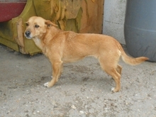 SPIRAL, Hund, Mischlingshund in Ungarn - Bild 4