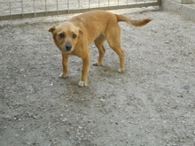 SPIRAL, Hund, Mischlingshund in Ungarn - Bild 5