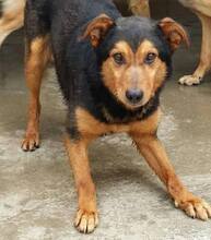 MASC, Hund, Mischlingshund in Rumänien - Bild 1