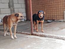 MASC, Hund, Mischlingshund in Rumänien - Bild 10