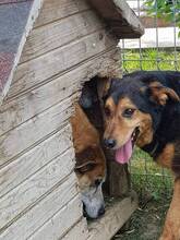 MASC, Hund, Mischlingshund in Rumänien - Bild 14