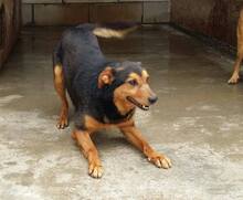 MASC, Hund, Mischlingshund in Rumänien - Bild 2