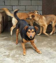 MASC, Hund, Mischlingshund in Rumänien - Bild 3