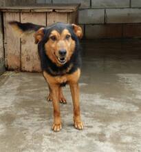 MASC, Hund, Mischlingshund in Rumänien - Bild 4