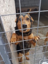 MASC, Hund, Mischlingshund in Rumänien - Bild 5