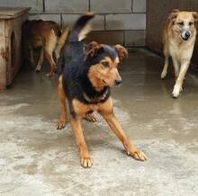 MASC, Hund, Mischlingshund in Rumänien - Bild 8