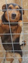 MASC, Hund, Mischlingshund in Rumänien - Bild 9