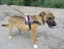 KALLI, Hund, Mischlingshund in Bulgarien - Bild 1