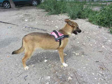 KALLI, Hund, Mischlingshund in Bulgarien - Bild 2