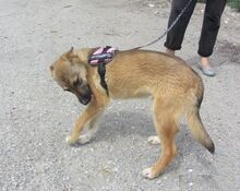 KALLI, Hund, Mischlingshund in Bulgarien - Bild 3