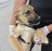 KALLI, Hund, Mischlingshund in Bulgarien - Bild 4