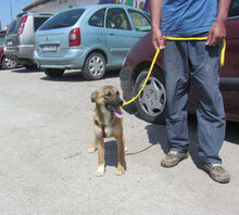 KALLI, Hund, Mischlingshund in Bulgarien - Bild 5