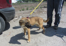KALLI, Hund, Mischlingshund in Bulgarien - Bild 6