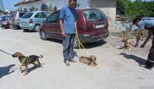 KALLI, Hund, Mischlingshund in Bulgarien - Bild 7