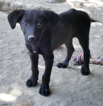 DONALD, Hund, Mischlingshund in Griechenland - Bild 2