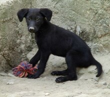 DONALD, Hund, Mischlingshund in Griechenland - Bild 4