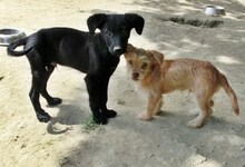 DONALD, Hund, Mischlingshund in Griechenland - Bild 8