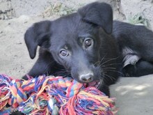 DONALD, Hund, Mischlingshund in Griechenland - Bild 9