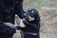 KARO, Hund, Mischlingshund in Bulgarien - Bild 1