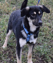 KARO, Hund, Mischlingshund in Bulgarien - Bild 2
