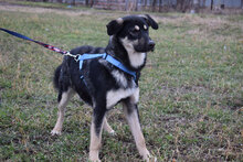 KARO, Hund, Mischlingshund in Bulgarien - Bild 5