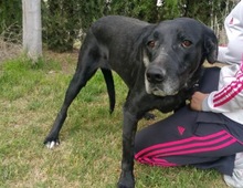 DEMI, Hund, Mischlingshund in Spanien - Bild 3