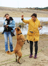 WANDA, Hund, Mischlingshund in Marburg - Bild 6