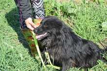 PADDY, Hund, Mischlingshund in Rumänien - Bild 10