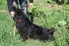 PADDY, Hund, Mischlingshund in Rumänien - Bild 12