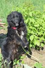 PADDY, Hund, Mischlingshund in Rumänien - Bild 13