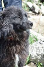 PADDY, Hund, Mischlingshund in Rumänien - Bild 3