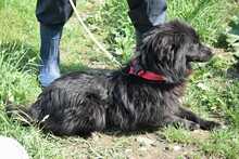 PADDY, Hund, Mischlingshund in Rumänien - Bild 4