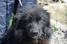 PADDY, Hund, Mischlingshund in Rumänien - Bild 5