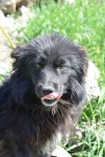 PADDY, Hund, Mischlingshund in Rumänien - Bild 6