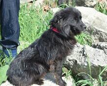 PADDY, Hund, Mischlingshund in Rumänien - Bild 7