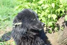 PADDY, Hund, Mischlingshund in Rumänien - Bild 8
