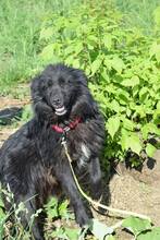PADDY, Hund, Mischlingshund in Rumänien - Bild 9